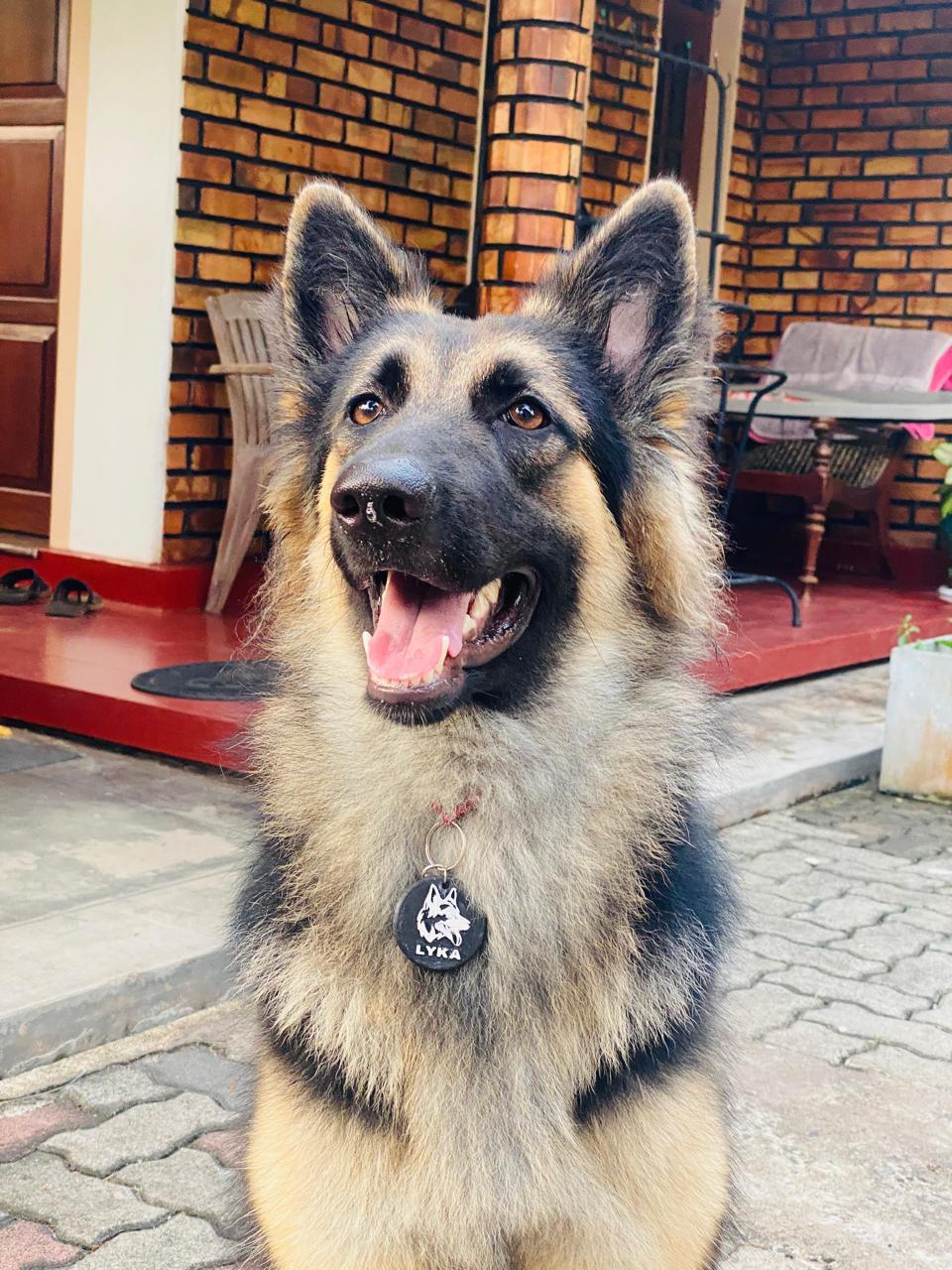 Custom printed pet tag example